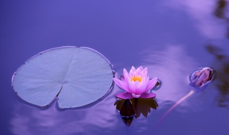 Harmonie Gleichklang Seerose Wasser Blüte